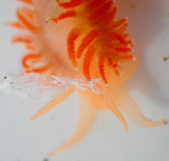 Coryphella borealis