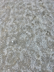 Charadrius bicinctus bicinctus