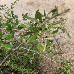 Forestiera macrocarpa