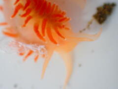 Coryphella borealis