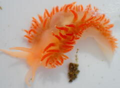 Coryphella borealis