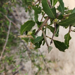 Forestiera macrocarpa