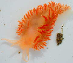 Coryphella borealis