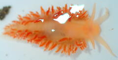 Coryphella borealis