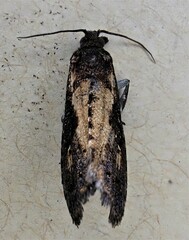 Cryptaspasma querula