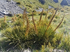Aciphylla aurea