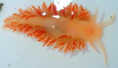 Coryphella borealis