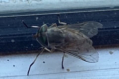 Tabanidae