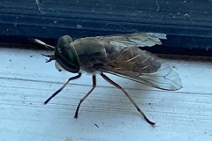 Tabanidae
