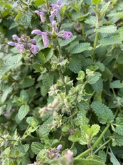 Stachys bullata