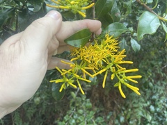 Gaiadendron punctatum