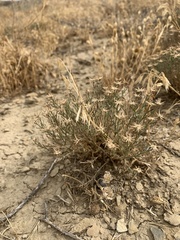 Chaetopappa ericoides