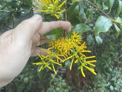 Gaiadendron punctatum