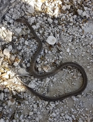 Cubophis vudii