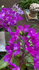 Guarianthe