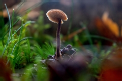 Auriscalpium vulgare