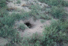 Cynomys gunnisoni