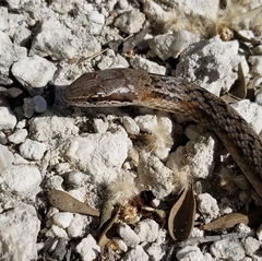 Cubophis vudii