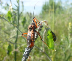 Rhynocoris iracundus