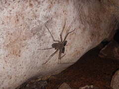 Phrynidae