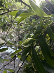Epidendrum