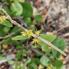 Forestiera macrocarpa