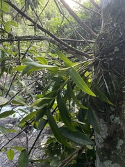 Epidendrum