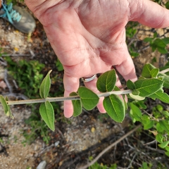 Forestiera macrocarpa