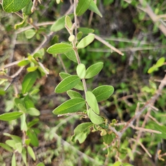 Forestiera macrocarpa