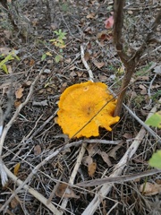 Omphalotus subilludens
