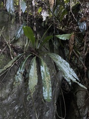 Asplenium serratum