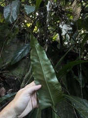 Asplenium serratum