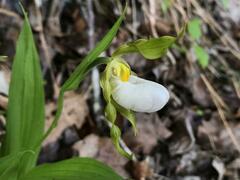 Cypripedium candidum