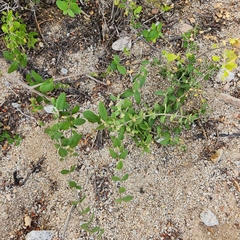 Forestiera macrocarpa