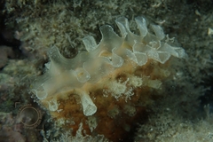 Pinna rudis