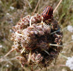 Graphosoma semipunctatum