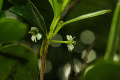 Ilex obcordata