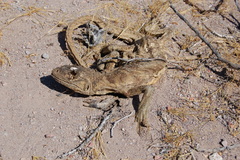 Ctenosaura conspicuosa