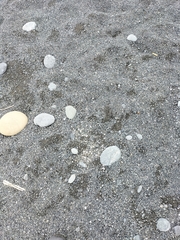 Charadrius bicinctus bicinctus