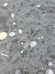 Charadrius bicinctus bicinctus