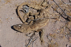 Ctenosaura conspicuosa