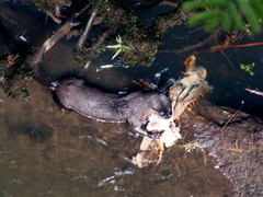 Lontra longicaudis
