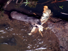 Lontra longicaudis