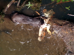 Lontra longicaudis