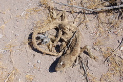 Ctenosaura conspicuosa