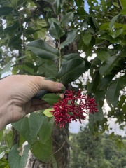 Pinochia corymbosa portoricensis
