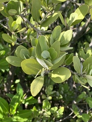 Avicennia germinans