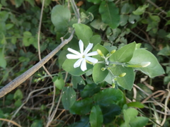 Jasminum fluminense