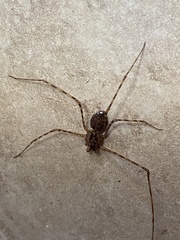 Scytodes globula