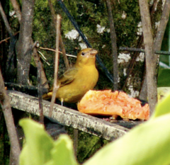 Piranga rubra